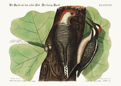The Red-Bellied Woodpecker and the Hairy Woodpecker by Mark Catesby